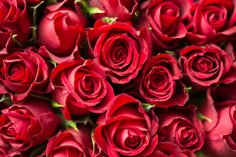 In Valentines Day What Do The Roses Really Mean To Us?